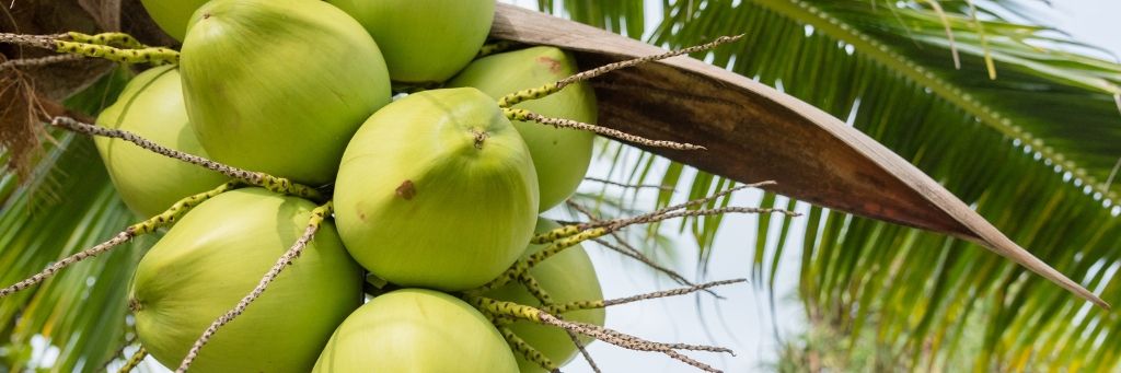 Materia prima de cáscara de coco