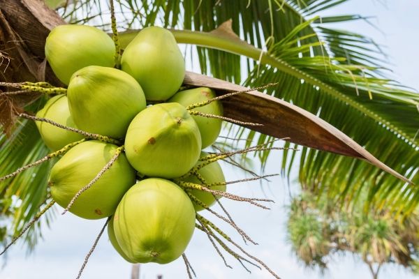 Materias primas de carbón activado de cáscara de coco