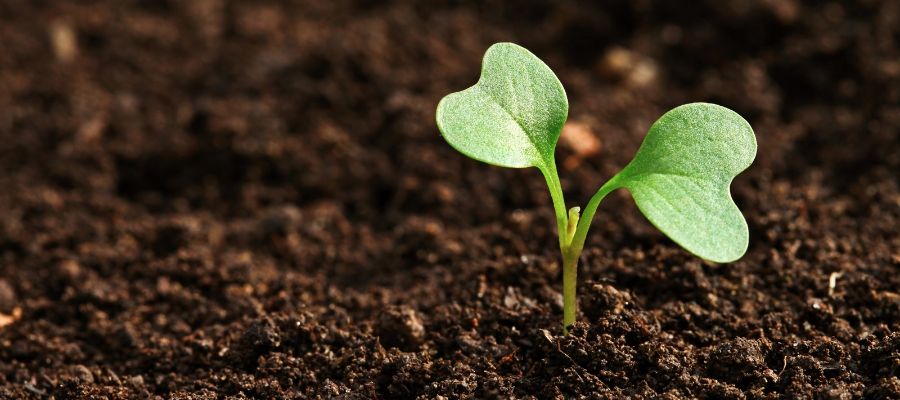 Eliminación de pesticidas y herbicidas de suelos agrícolas mediante carbón activado lavado con ácido