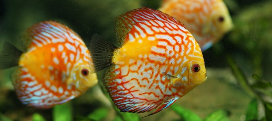 Die Rolle der Aktivkohle im Aquarium