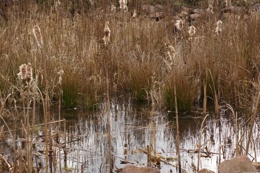 Riberas de rios y humedales contaminados